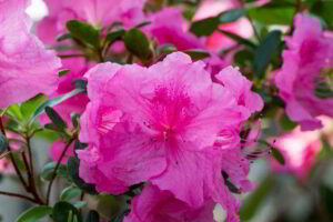 Le piante da appartamento Azalea