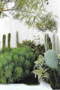 Stark Design, Superba Courtyard Garden, Sydney, Australia. Foto Brigid Arnott. Succulente e cactus Stark Design, Superba Courtyard Garden, Sydney, Australia. Foto Brigid Arnott. Succulente e cactus