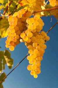 RE VERDICCHIO UN ROSSO VESTITO DI BIANCO Verdicchio