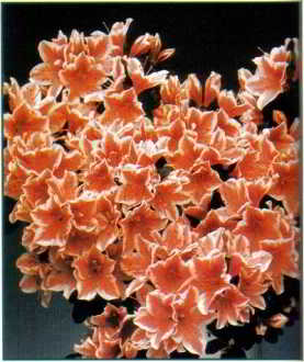 - azalea - azalea