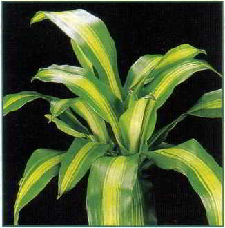 - dracena - dracena