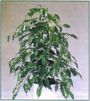 - ficus - ficus