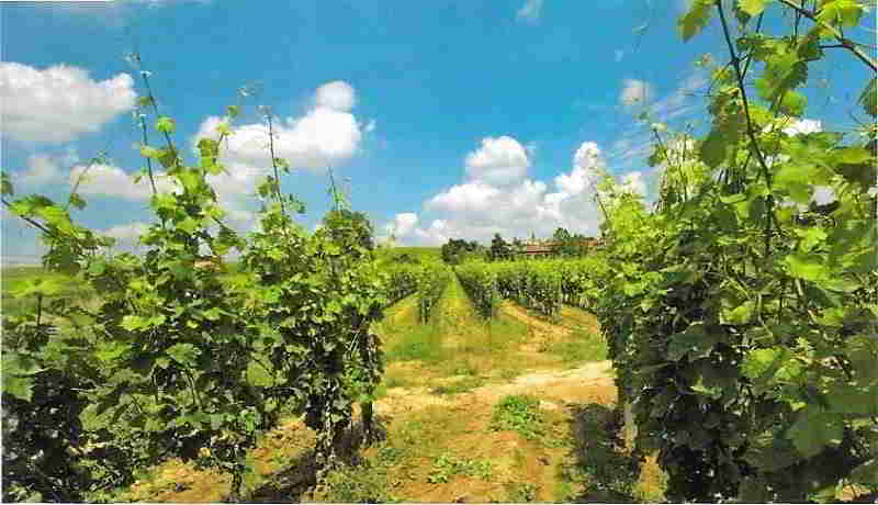 Filari di qualità
