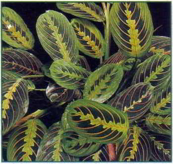 - maranta - maranta
