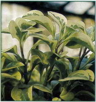 - peperomia - peperomia