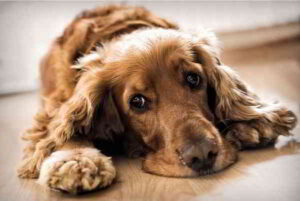 Il cocker spaniel Cocker Spaniel