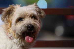 Il Barbone e il Terrier - la cura Il terrier