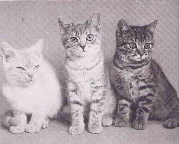tre splendidi cuccioli di Brìtish crema tigrati.