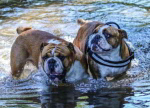 Il Bulldog inglese Buldog -