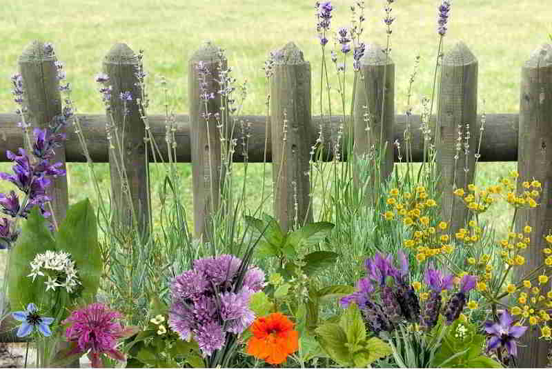 Piante aromatiche