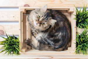 Animali domestici il gatto il Gatto
