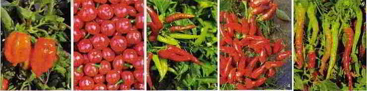 Varietà peperoncino