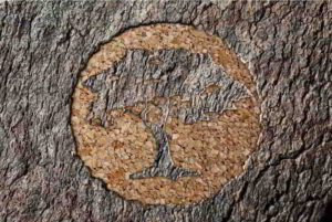 Sughera dono della natura Sughero -