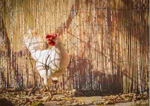 Il pollo la preparazione la cottura Il pollo