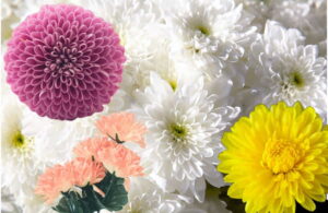 Il Crisantemo Chrysanthemum - - Crisantemo