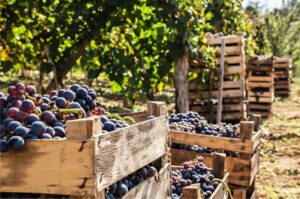 Tempo di Vendemmia: Curiosità, Metodi e Tipi di Uve Vendemmia 1 900
